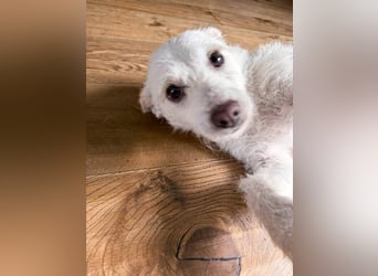 Blanca ist eine kleine Kuschelmaus zum Verlieben