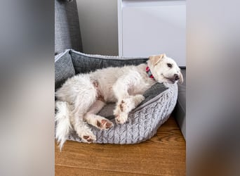 Blanca ist eine kleine Kuschelmaus zum Verlieben