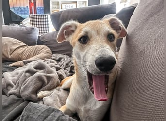 Maverick ist ein Kuschelbär