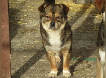 Grizzly - der kleine Teddy
