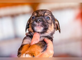 Benji ist ein kleiner Schatz