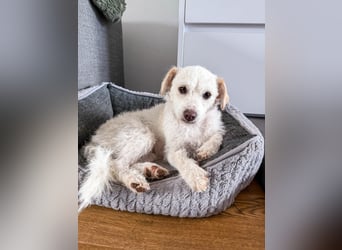 Blanca ist eine kleine Kuschelmaus zum Verlieben