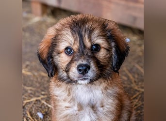 Gino - ist ein kleines Kuschelbärchen