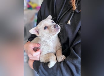 Penny ist eine kleine Herzensbrecherin