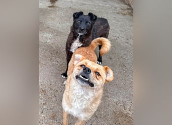 Merle mit den süßen Knopfaugen