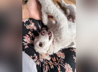 Blanca ist eine kleine Kuschelmaus zum Verlieben
