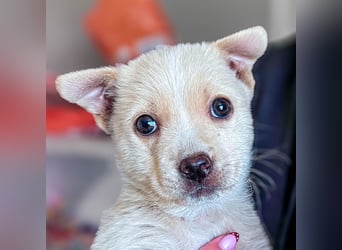 Penny ist eine kleine Herzensbrecherin