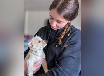 Penny ist eine kleine Herzensbrecherin