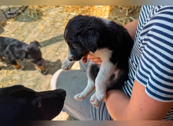 Lucy ist ein kleines Zuckerschnütchen