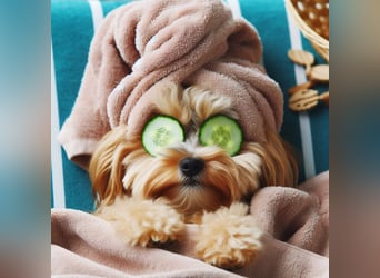 Wir suchen Pflegestellen für unsere Hunde.