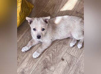 Penny ist eine kleine Herzensbrecherin