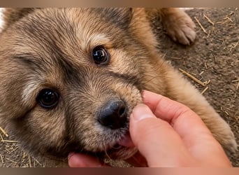 Gino - ist ein kleines Kuschelbärchen