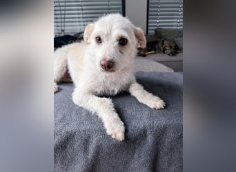 Blanca ist eine kleine Kuschelmaus zum Verlieben