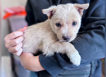 Penny ist eine kleine Herzensbrecherin