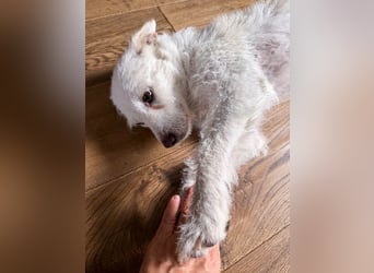 Blanca ist eine kleine Kuschelmaus zum Verlieben