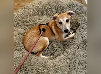 Maverick ist ein Kuschelbär