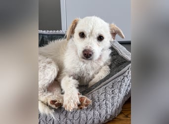 Blanca ist eine kleine Kuschelmaus zum Verlieben