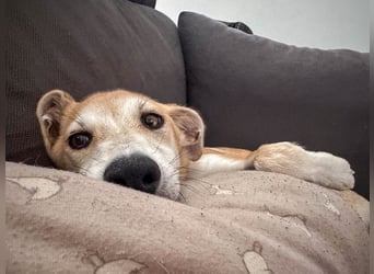 Maverick ist ein Kuschelbär