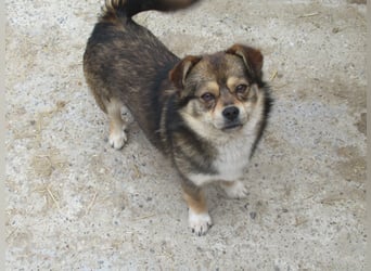 Grizzly - der kleine Teddy