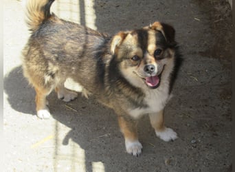 Grizzly - der kleine Teddy