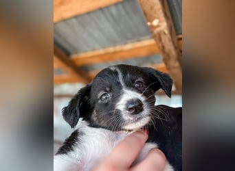Lucy ist ein kleines Zuckerschnütchen