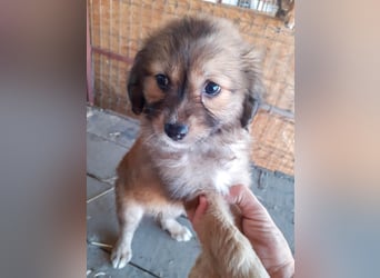 Gino - ist ein kleines Kuschelbärchen