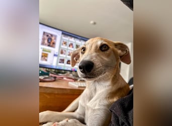 Maverick ist ein Kuschelbär
