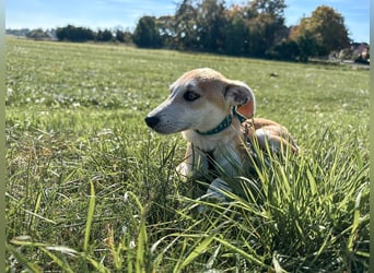 Maverick ist ein Kuschelbär