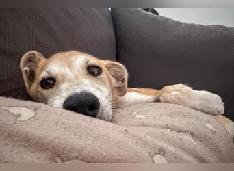 Maverick ist ein Kuschelbär