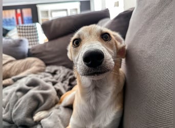 Maverick ist ein Kuschelbär