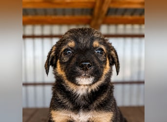 Benji ist ein kleiner Schatz