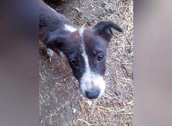 31W ist ein zartes Hundekind