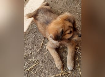 Gino - ist ein kleines Kuschelbärchen