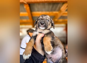 Benji ist ein kleiner Schatz