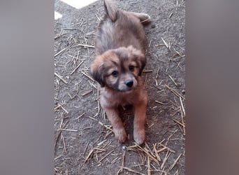 Gino - ist ein kleines Kuschelbärchen