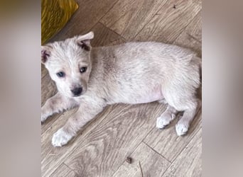 Penny ist eine kleine Herzensbrecherin