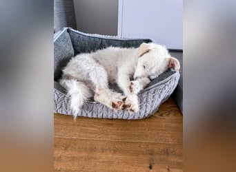 Blanca ist eine kleine Kuschelmaus zum Verlieben