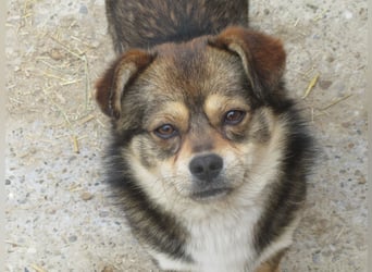 Grizzly - der kleine Teddy