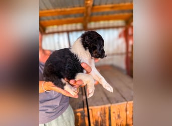 Lucy ist ein kleines Zuckerschnütchen