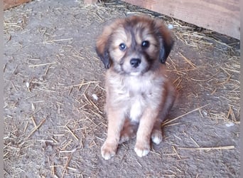 Gino - ist ein kleines Kuschelbärchen