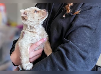 Penny ist eine kleine Herzensbrecherin