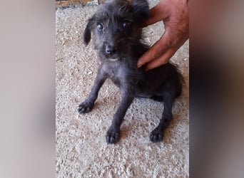 27W ist eine kleine Kuschelmaus