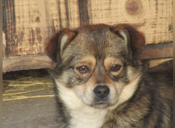 Grizzly - der kleine Teddy