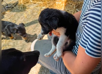 Lucy ist ein kleines Zuckerschnütchen