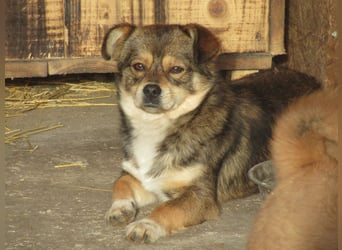 Grizzly - der kleine Teddy