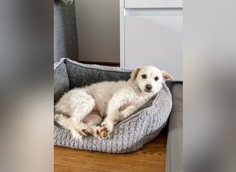 Blanca ist eine kleine Kuschelmaus zum Verlieben