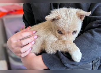 Penny ist eine kleine Herzensbrecherin