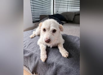 Blanca ist eine kleine Kuschelmaus zum Verlieben
