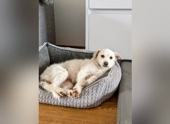 Blanca ist eine kleine Kuschelmaus zum Verlieben