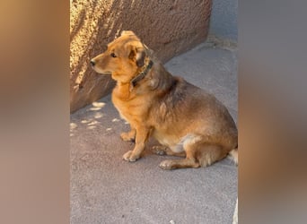  Gero, Sonnenschein auf vier Pfoten / bereits in Deuscthland